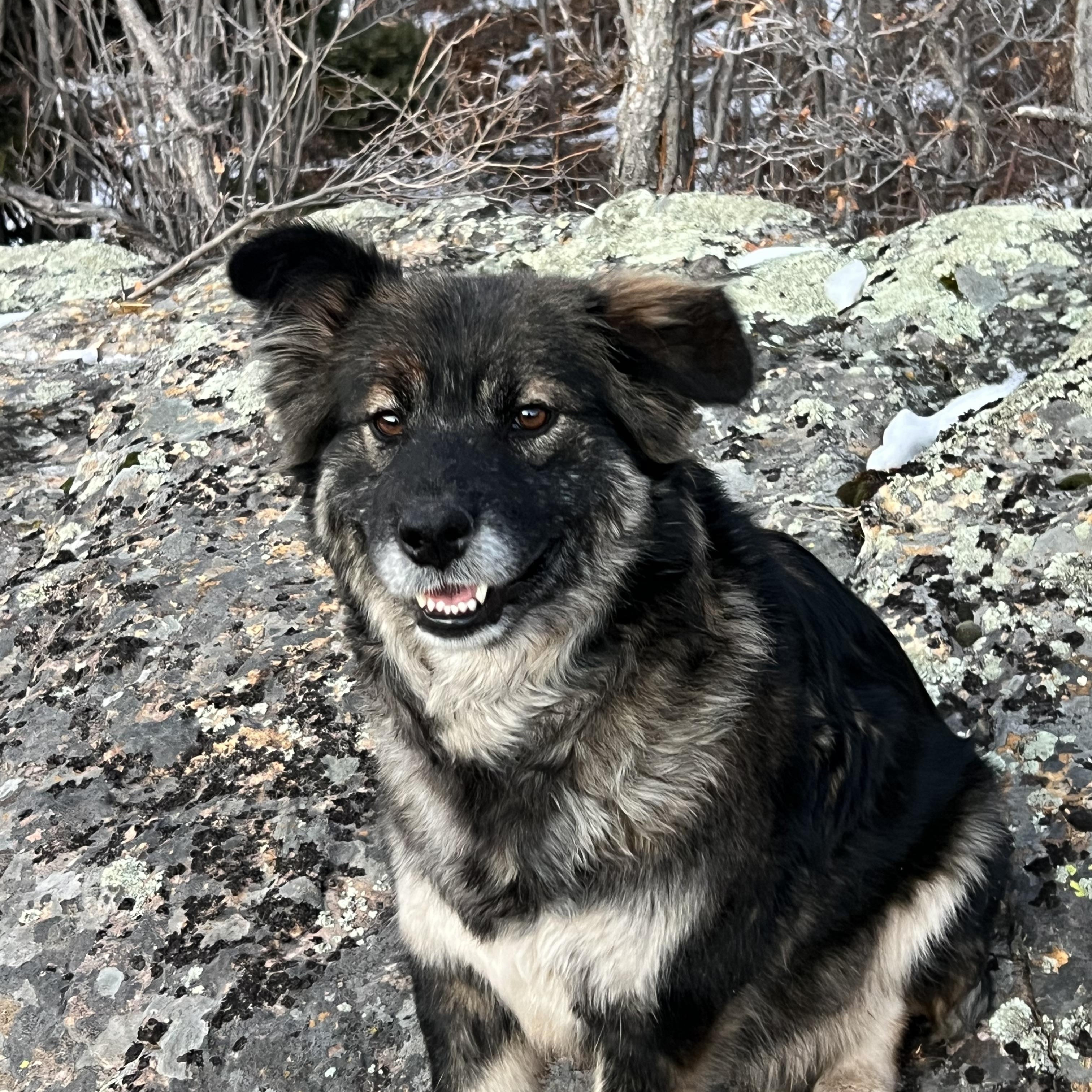 Enlarge Nina the sweetheart, a Adoptable mixed breed in La Veta, CO image 5/6