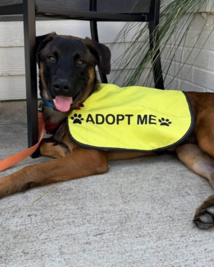 Cowboy, a Adoptable mixed breed in Albany, NY image 6/6