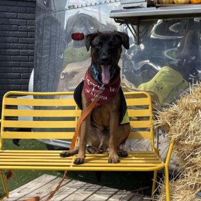 Cowboy, Adoptable, Young Male Belgian Shepherd / Malinois & Labrador Retriever.