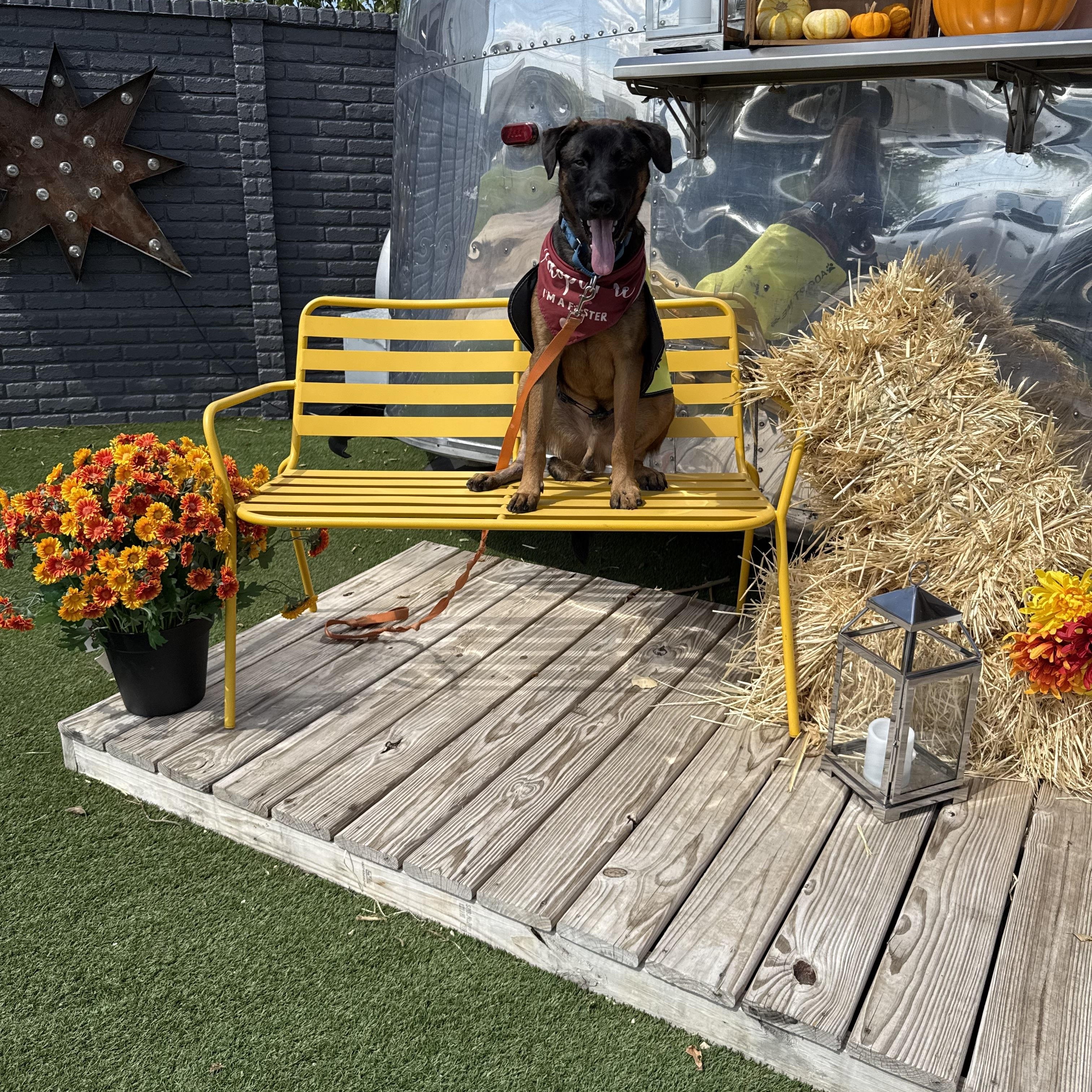 Enlarge Cowboy, a Adoptable mixed breed in New Rochelle, NY image 1/3