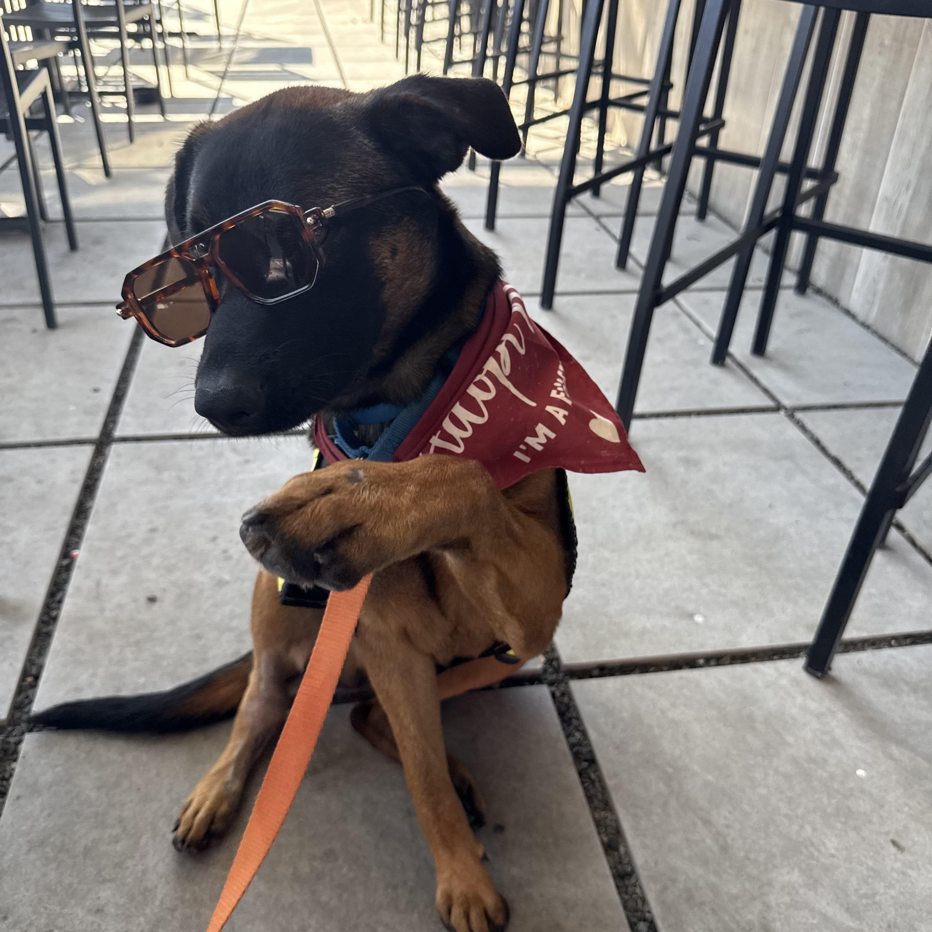 Enlarge Cowboy, a Adoptable mixed breed in New Rochelle, NY image 3/3