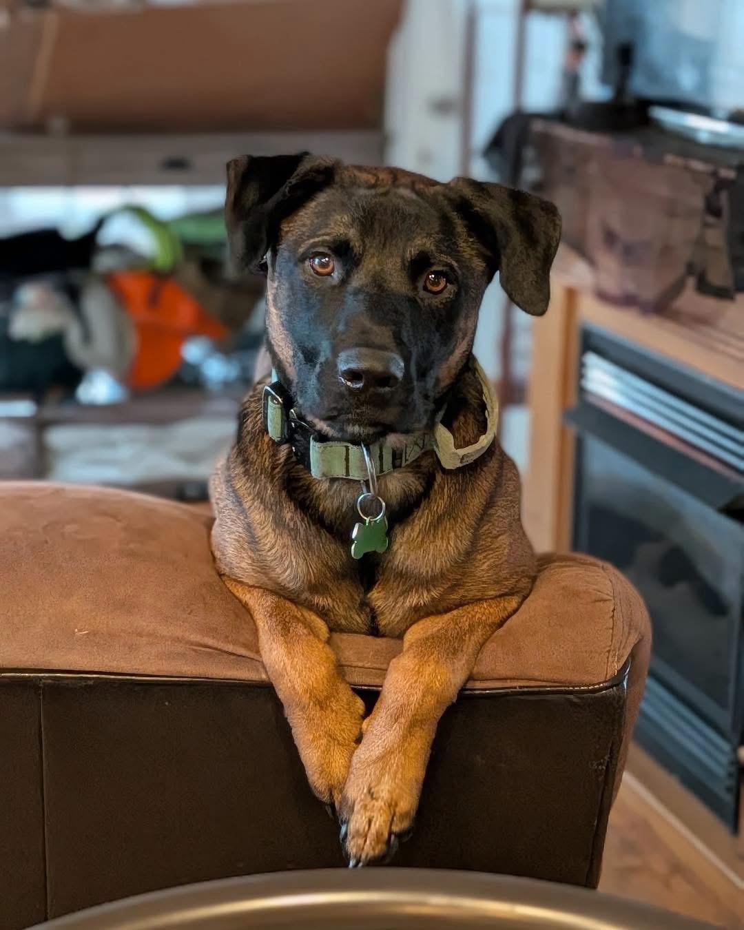 Cowboy, Adoptable, Young Male Belgian Shepherd / Malinois & Labrador Retriever.