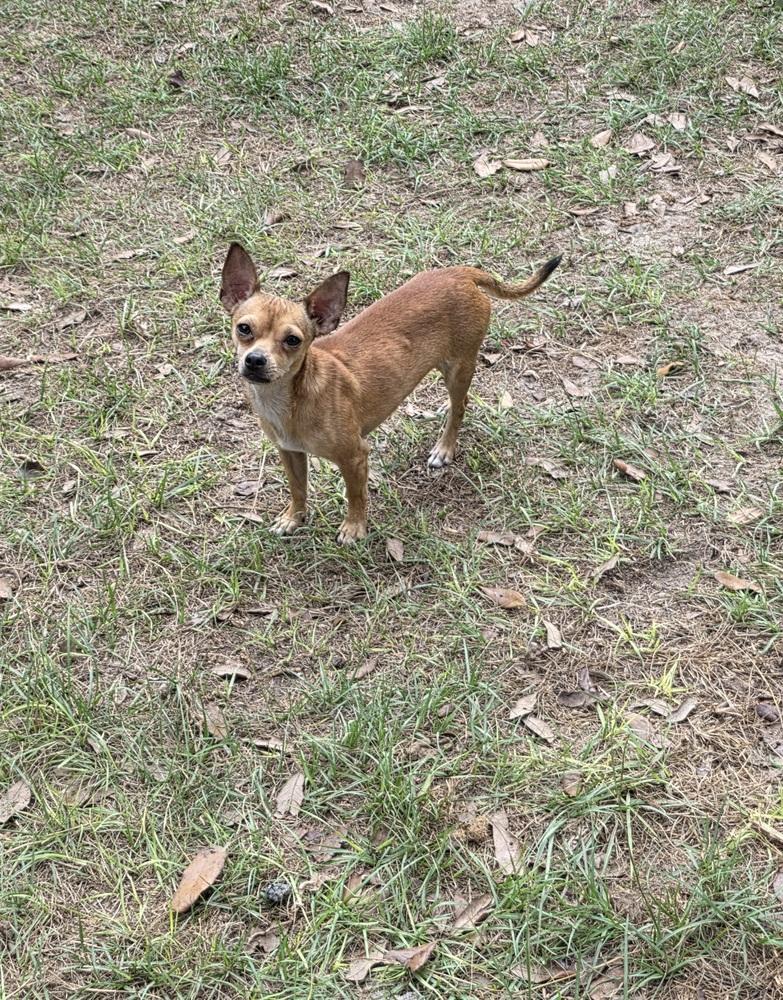 Bubba, Adoptable, Young Male Chihuahua.