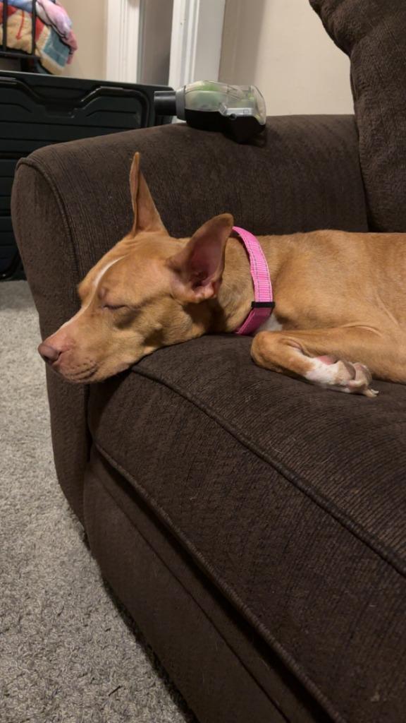 Brownie, Adoptable, Adult Female Pit Bull Terrier.