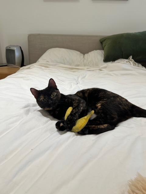 Enlarge Shelia, a Adoptable Domestic Short Hair in Fairfax, VA image 6/6