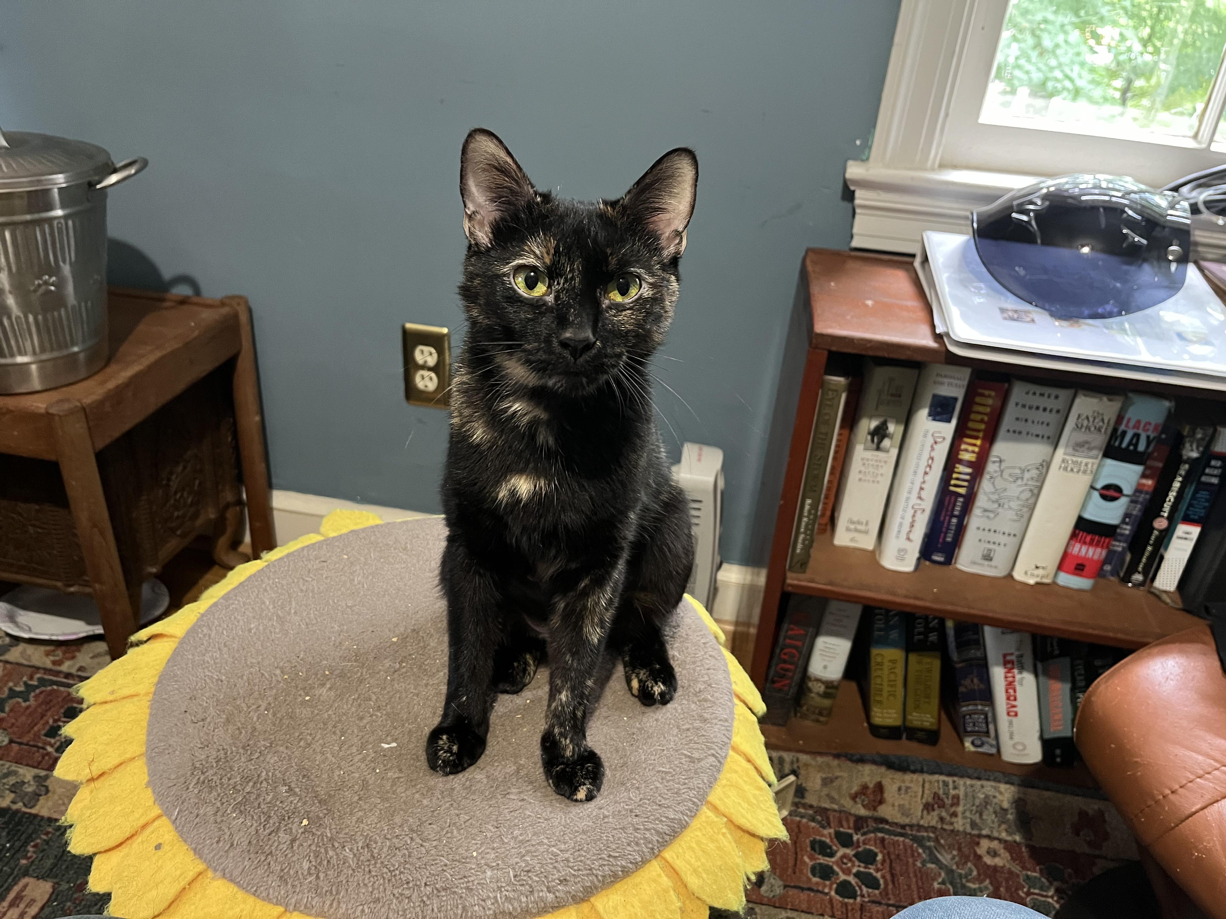 Enlarge Shelia, a Adoptable Domestic Short Hair in Fairfax, VA image 5/6