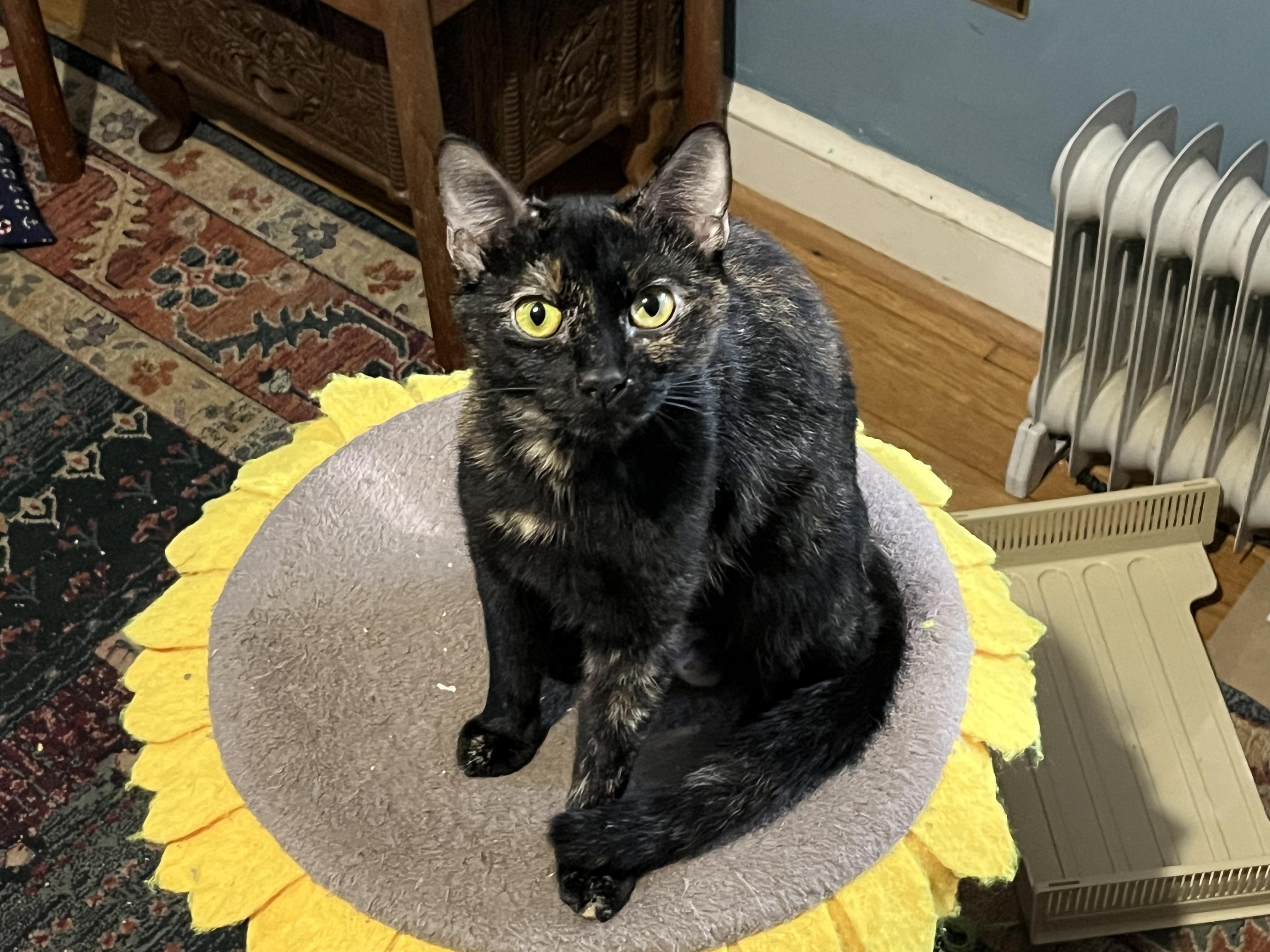 Enlarge Shelia, a Adoptable Domestic Short Hair in Fairfax, VA image 4/6