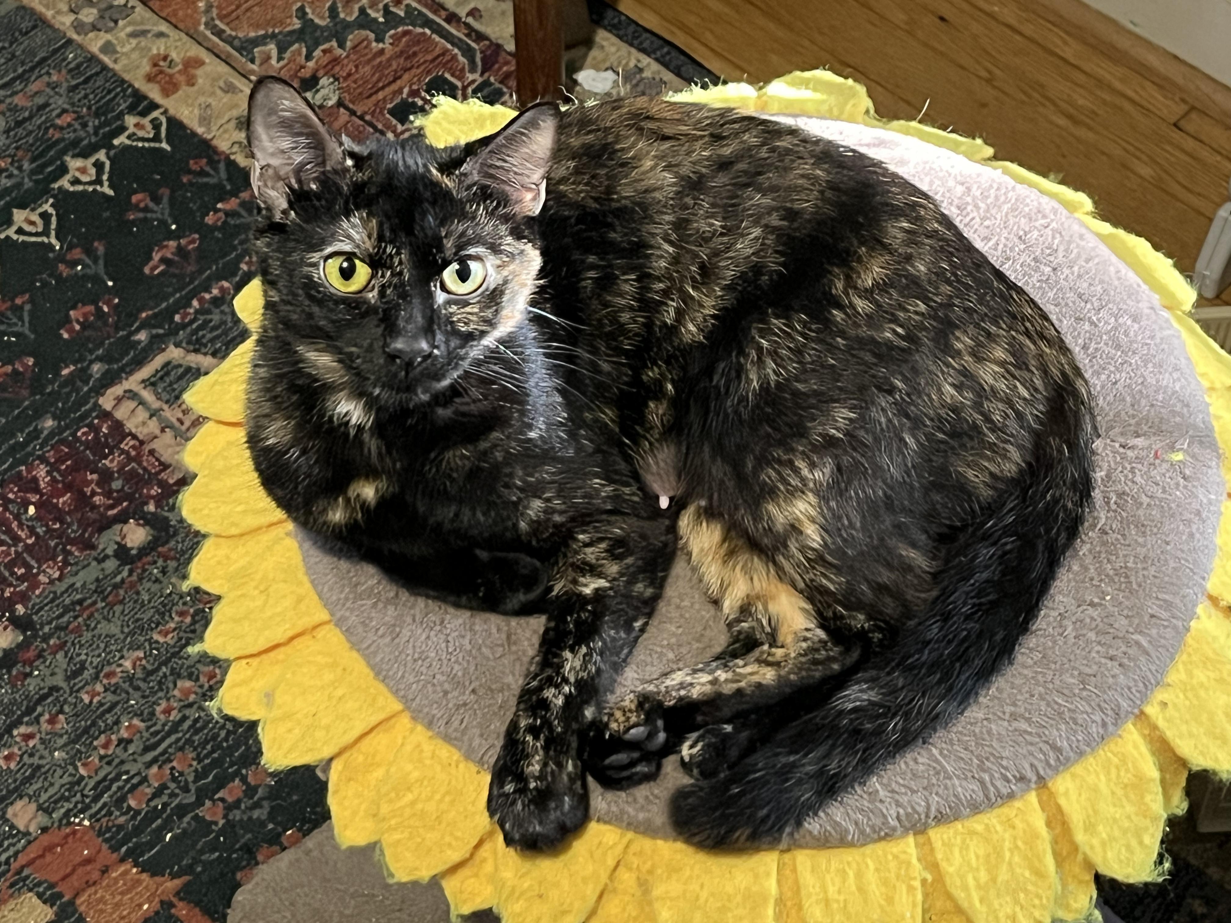 Shelia, Adoptable, Young Female Domestic Short Hair.