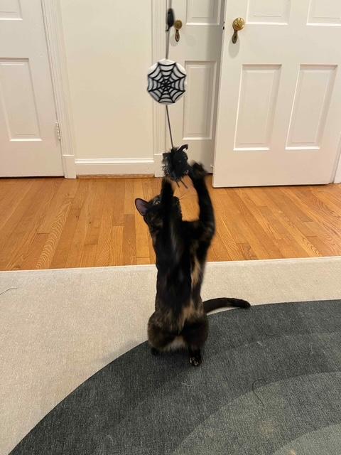 Enlarge Shelia, a Adoptable Domestic Short Hair in Fairfax, VA image 2/6