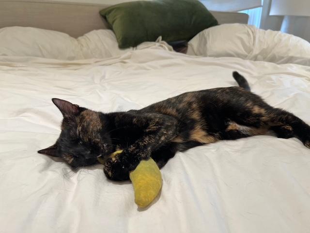 Enlarge Shelia, a Adoptable Domestic Short Hair in Fairfax, VA image 3/6