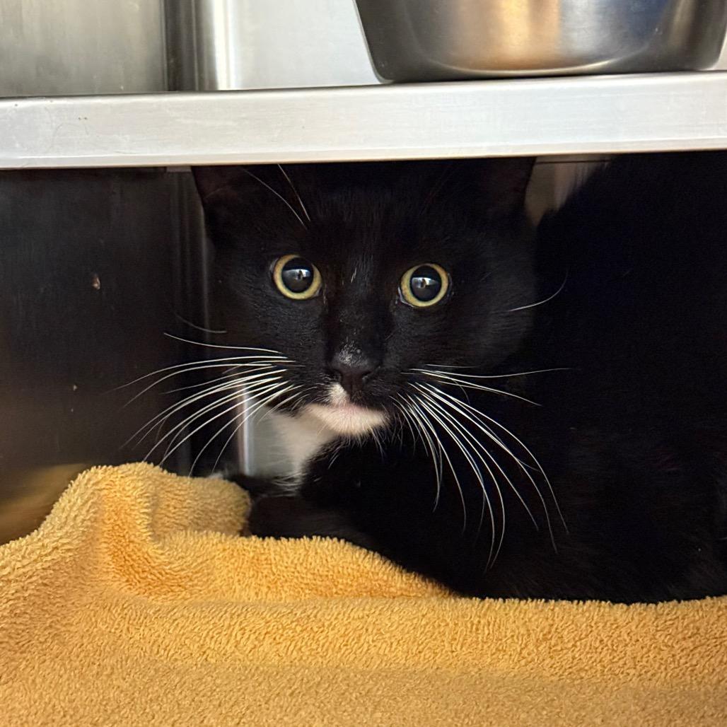 Paxton: Rodent Responder, adoption fee waived!, Adoptable, Young Male Domestic Short Hair.