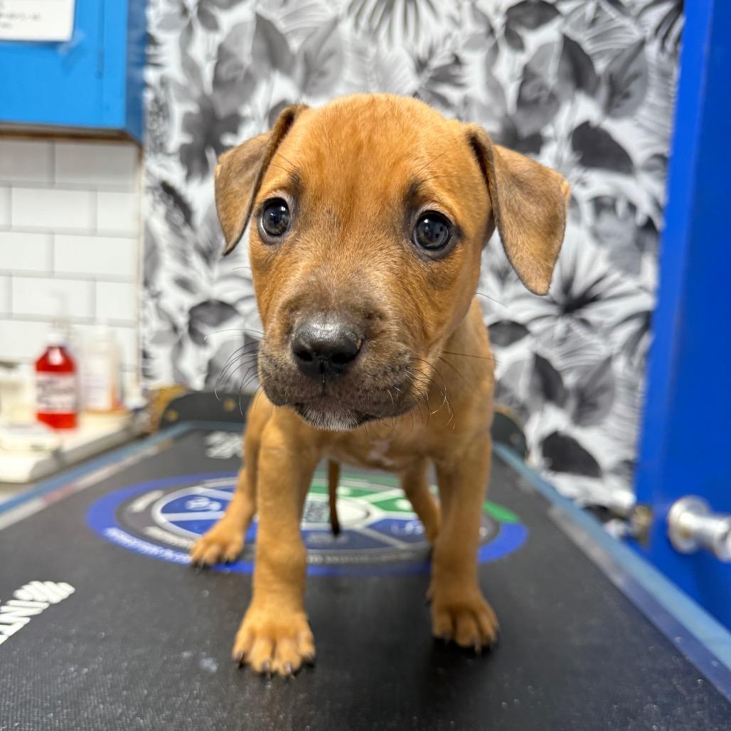 Gingerbread, Adoptable, Puppy Female Terrier.