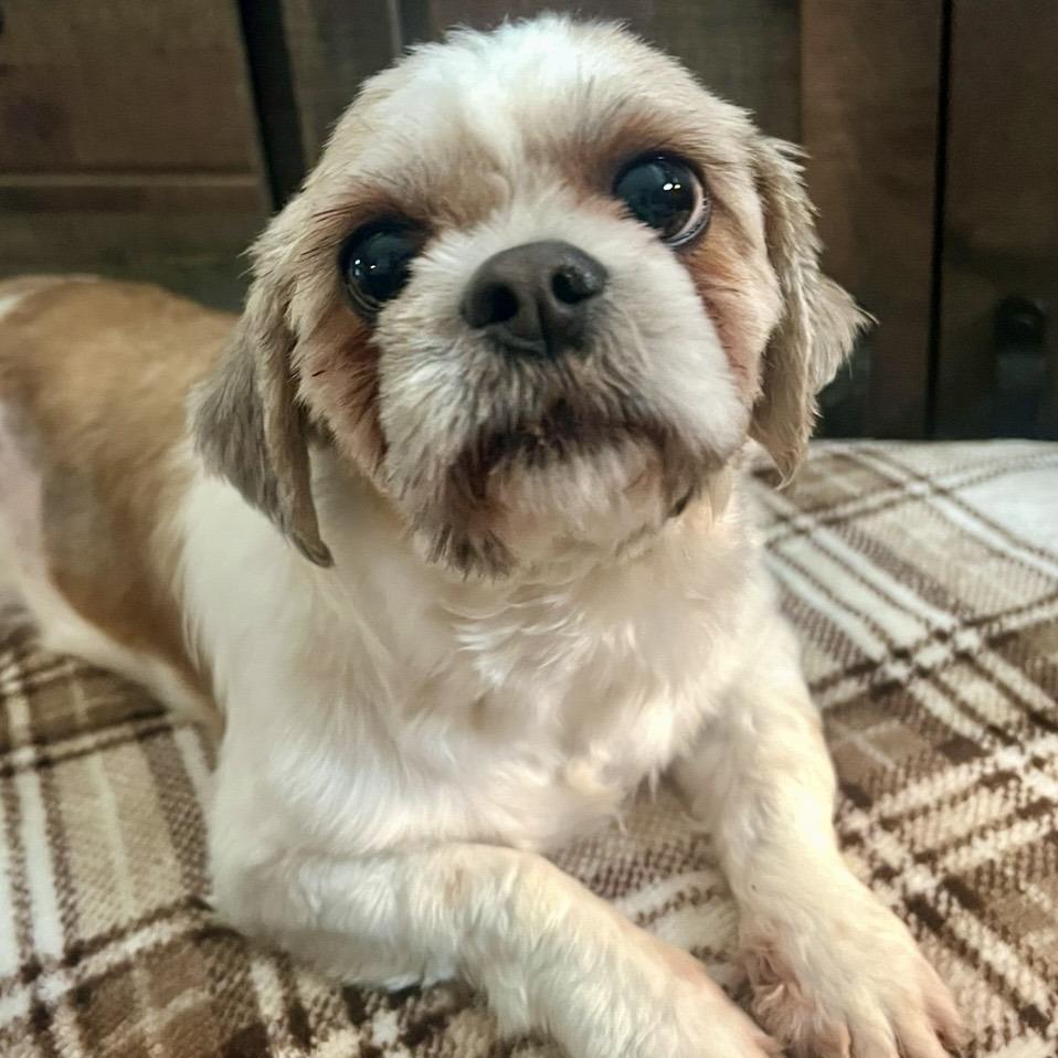 Shihihra Knightly, Adoptable, Senior Female Shih Tzu.