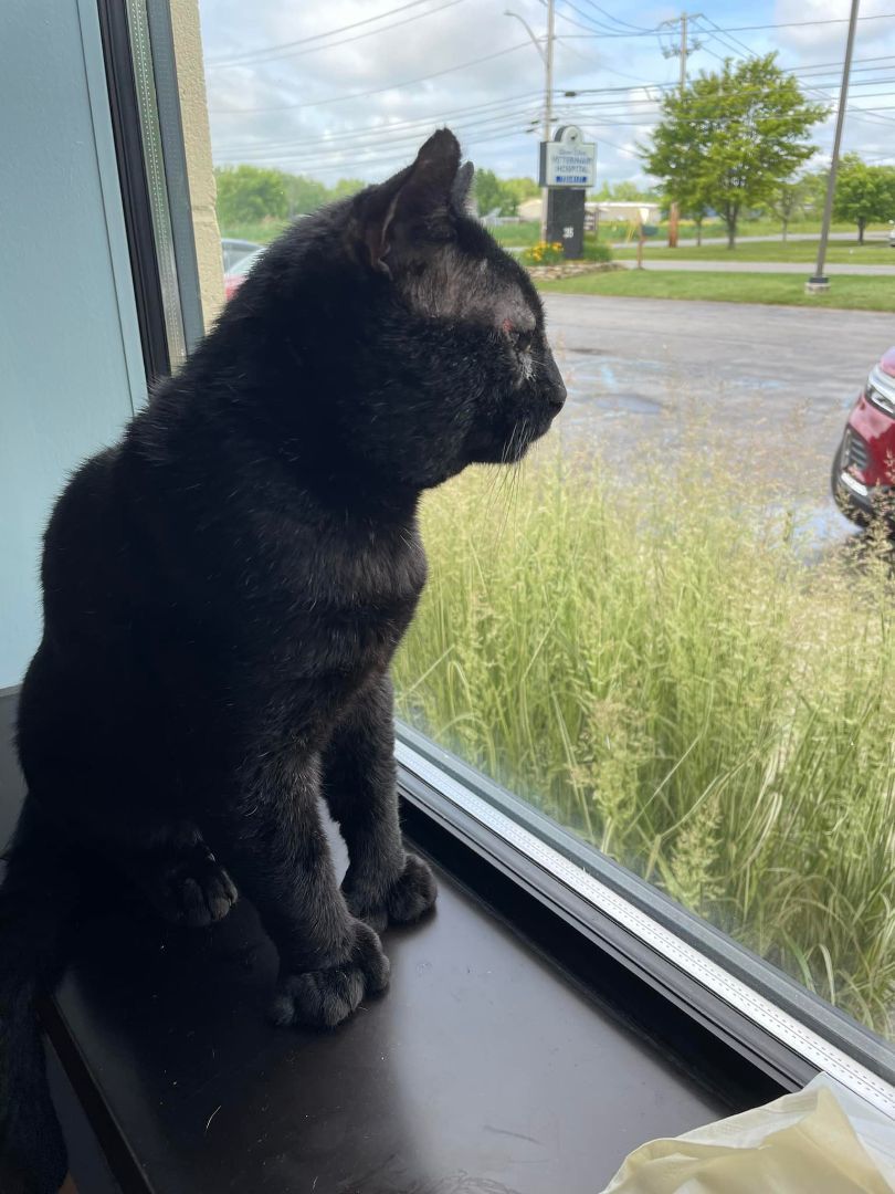 Enlarge Ben, a Adopted American Shorthair in Johnstown, NY image 1/12