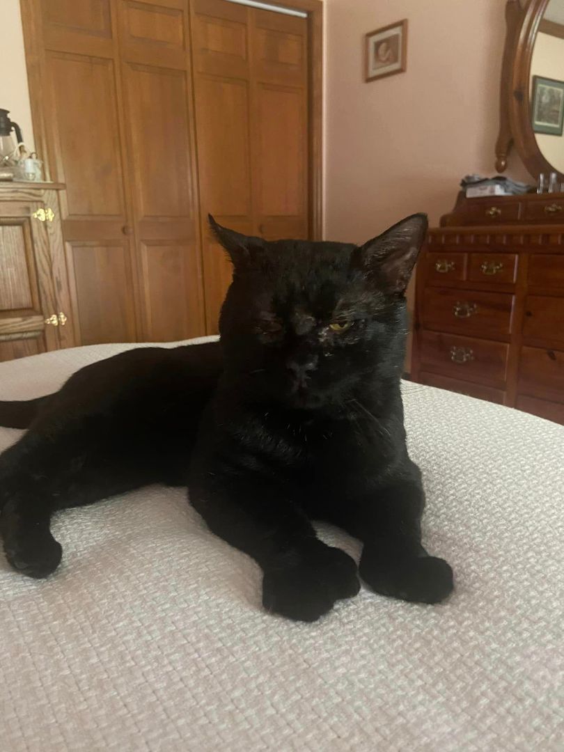 Enlarge Ben, a Adopted American Shorthair in Johnstown, NY image 2/12