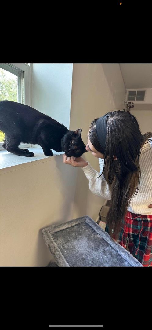 Enlarge Ben, a Adopted American Shorthair in Johnstown, NY image 3/12