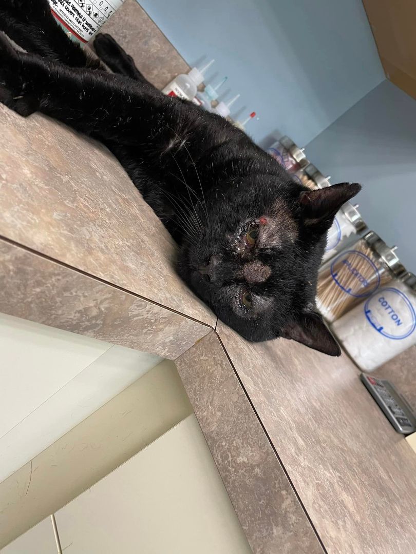 Enlarge Ben, a Adopted American Shorthair in Johnstown, NY image 4/12