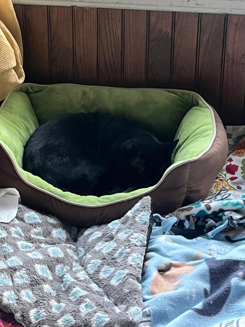 Enlarge Ben, a Adopted American Shorthair in Johnstown, NY image 5/12