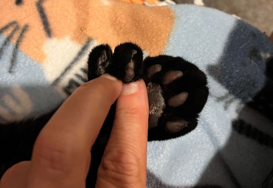 Enlarge Ben, a Adopted American Shorthair in Johnstown, NY image 6/12