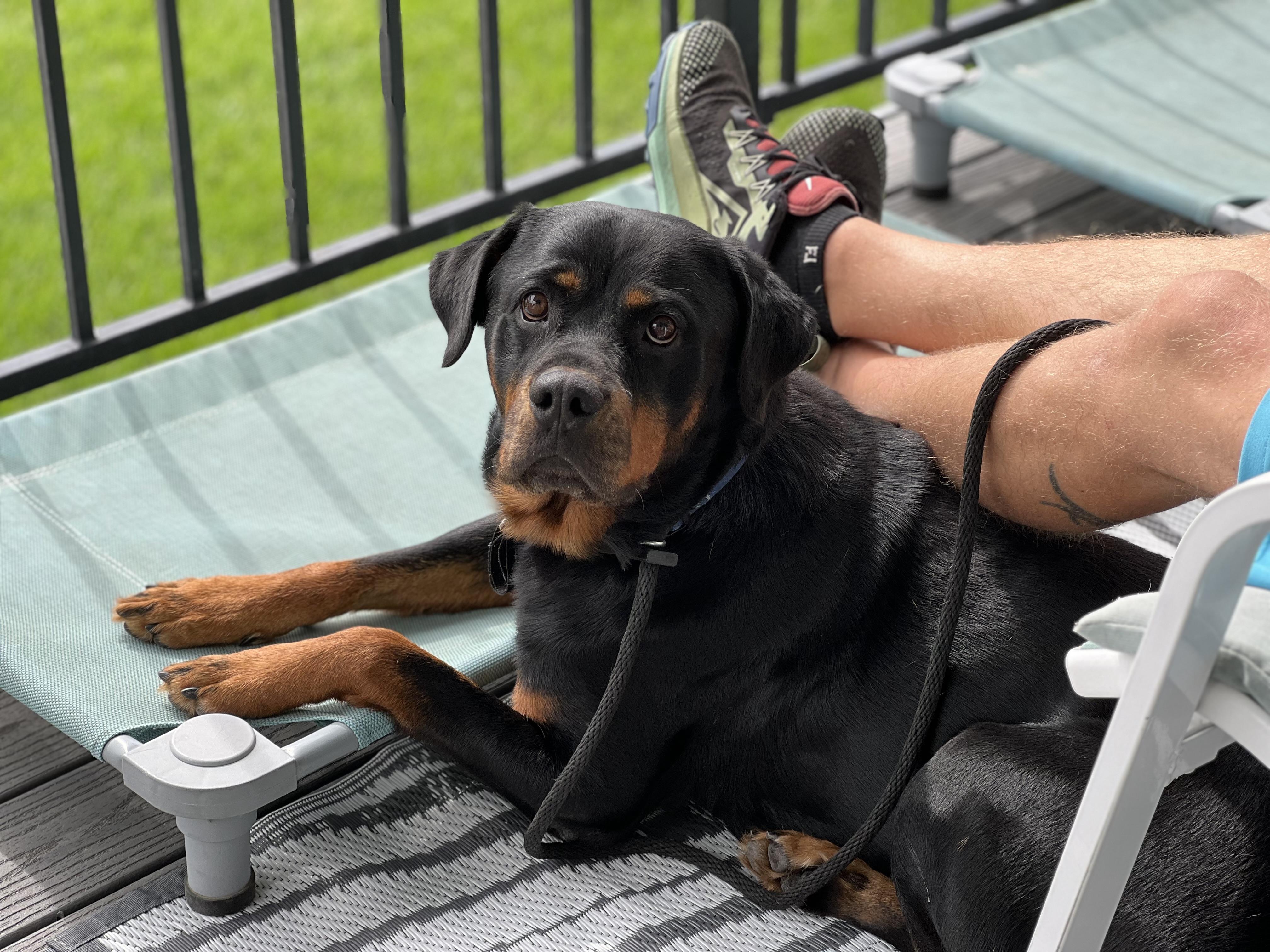 Charlie, Adoptable, Adult Female Rottweiler.