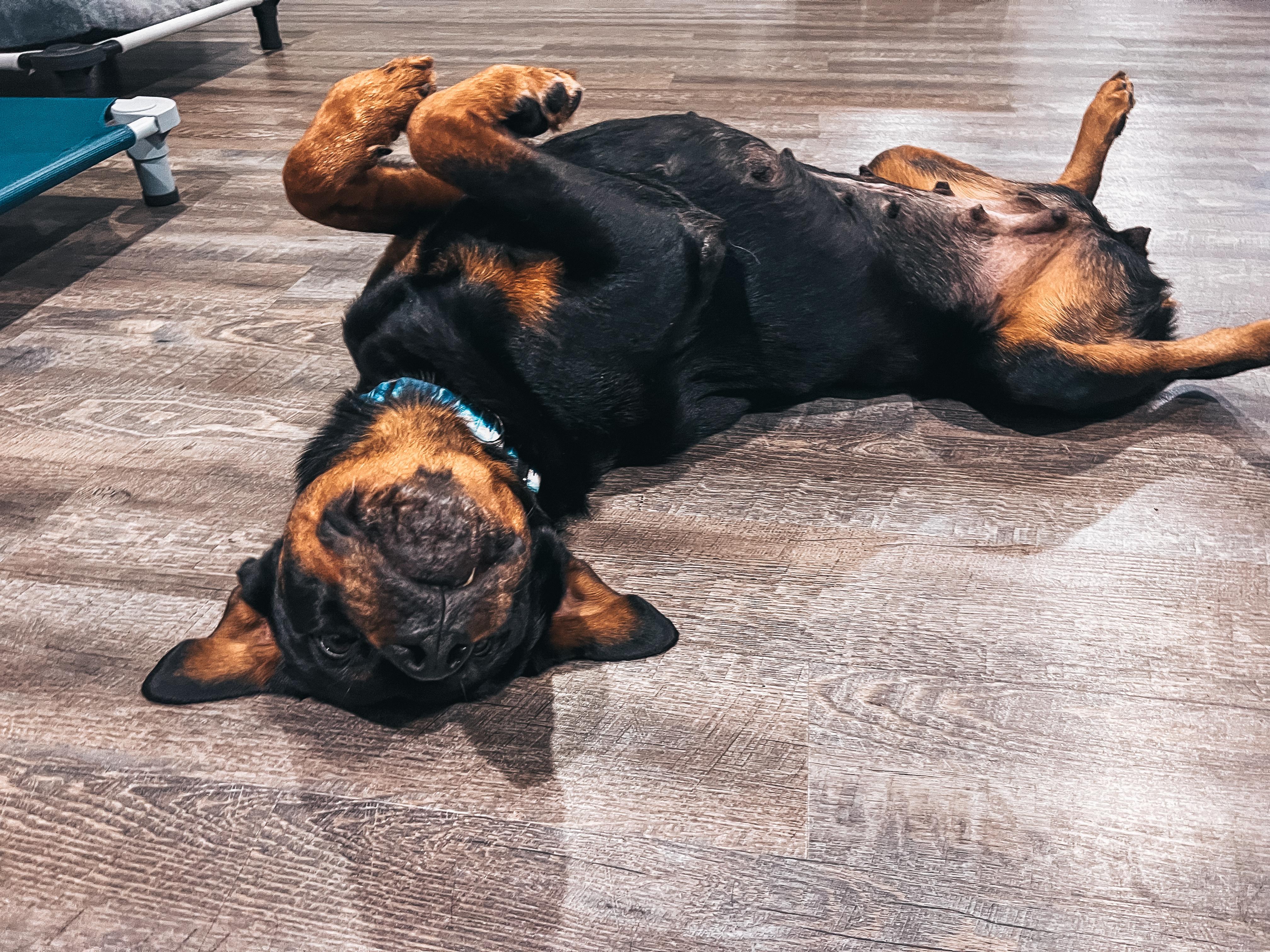 Charlie, a Adoptable Rottweiler in Salt Lake City, UT image 4/4