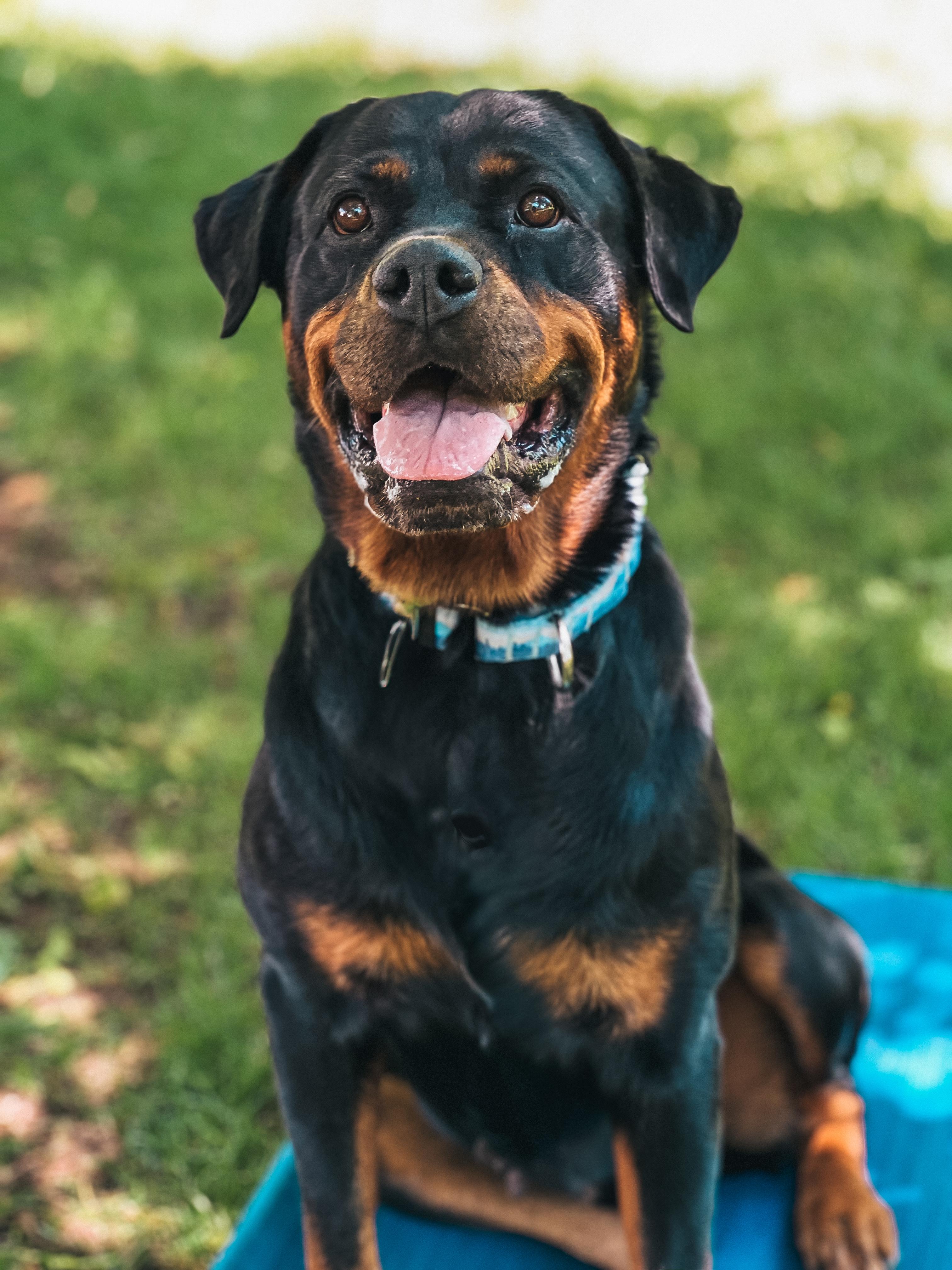 Charlie, a Adoptable Rottweiler in Salt Lake City, UT image 3/4