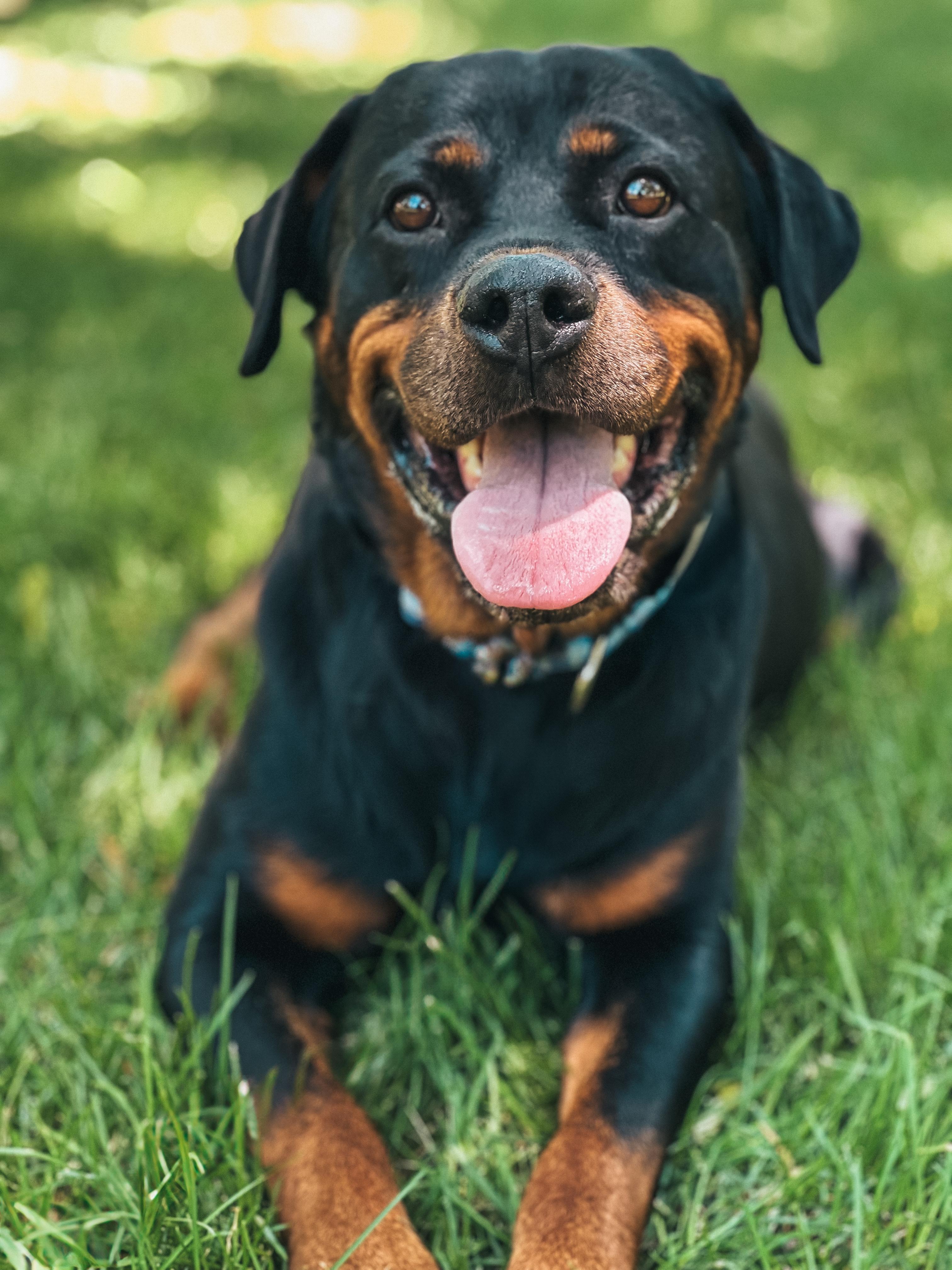 Charlie, a Adoptable Rottweiler in Salt Lake City, UT image 2/4