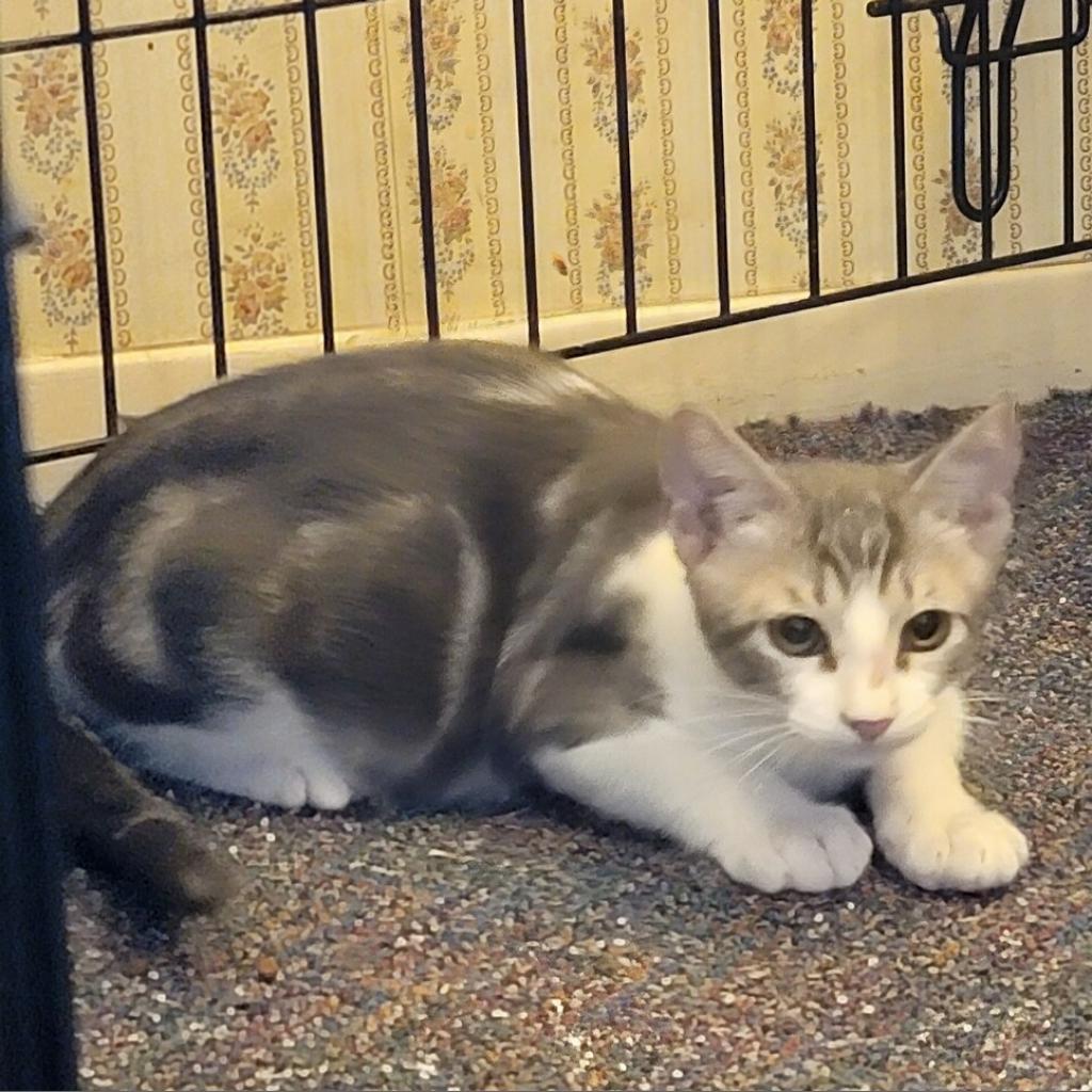 Enlarge Marble, a Adoptable Domestic Short Hair in Baytown, TX image 1/4