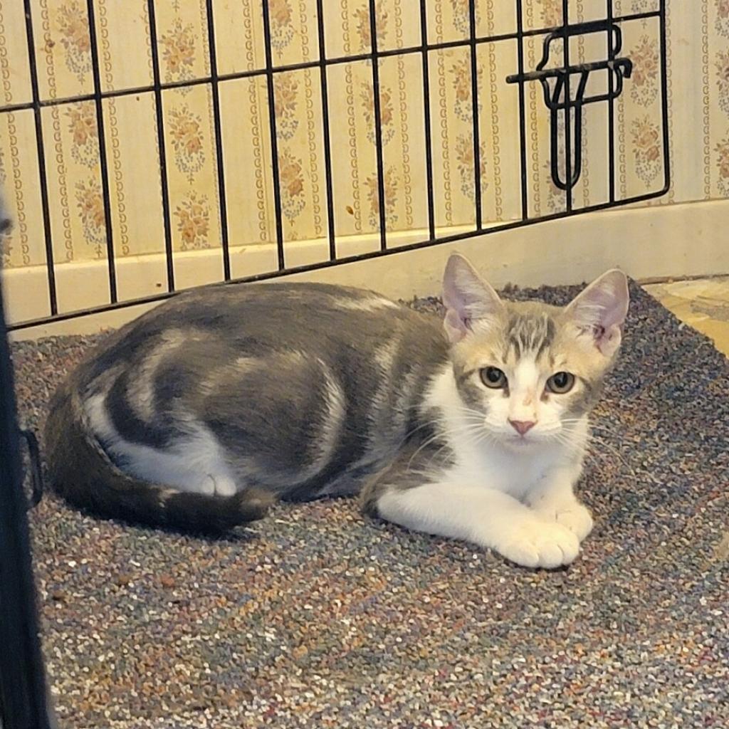 Enlarge Marble, a Adoptable Domestic Short Hair in Baytown, TX image 3/4