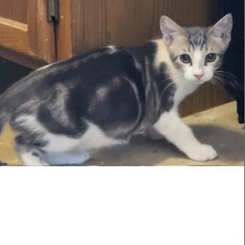 Enlarge Marble, a Adoptable Domestic Short Hair in Baytown, TX image 4/4