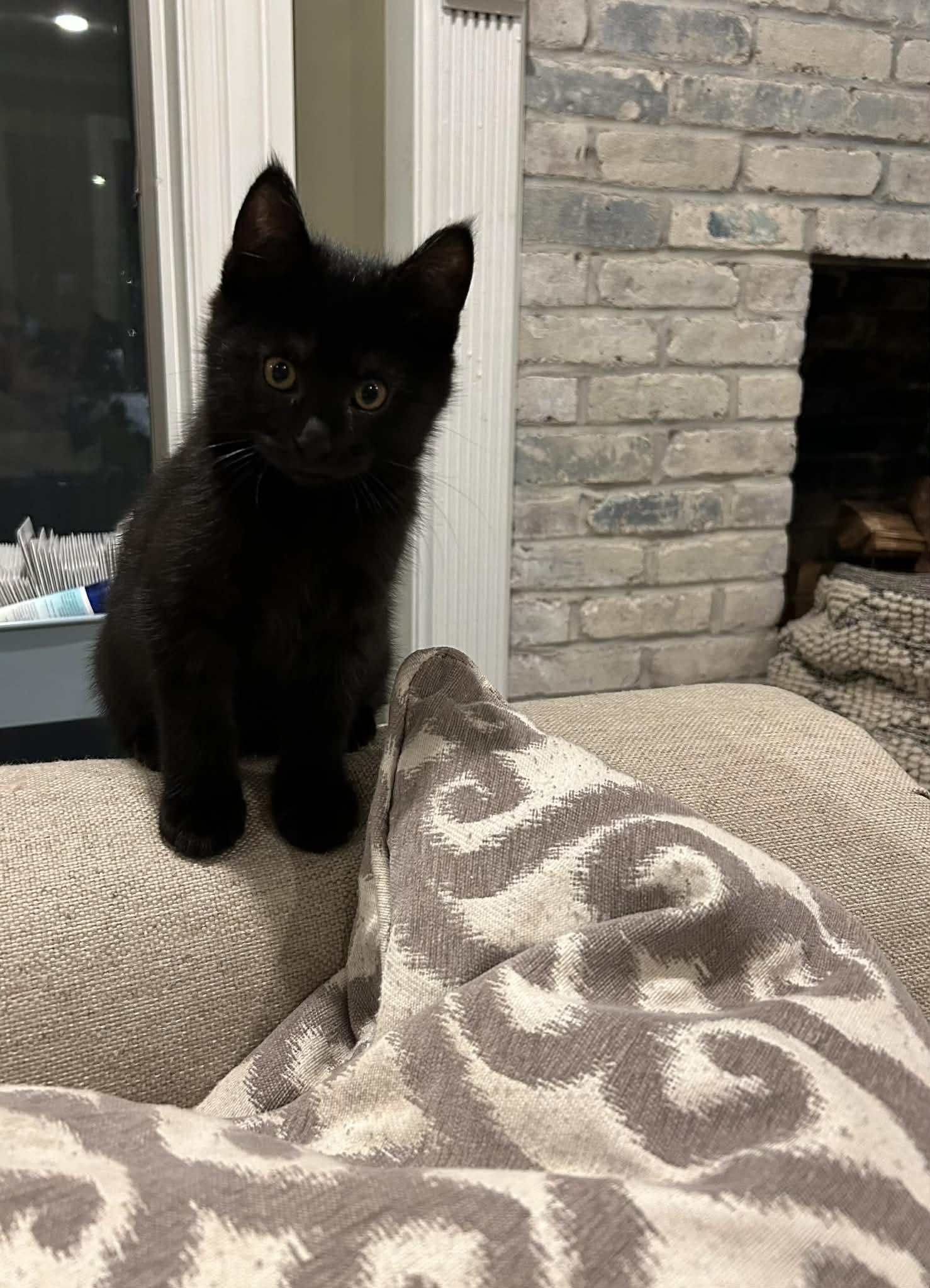 Enlarge Charlie, a ADOPTABLE Domestic Short Hair in Wading River, NY image 1/3