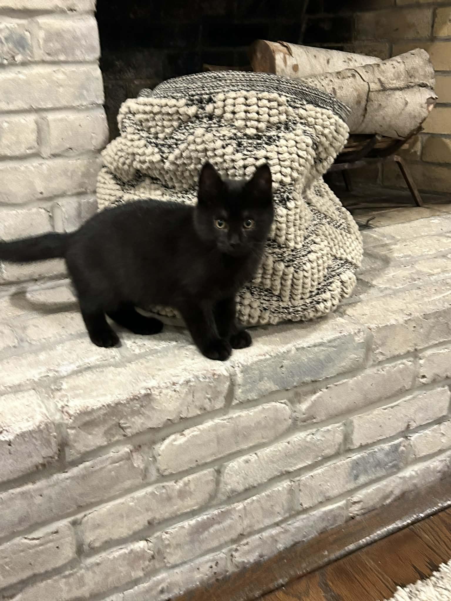 Enlarge Charlie, a ADOPTABLE Domestic Short Hair in Wading River, NY image 2/3