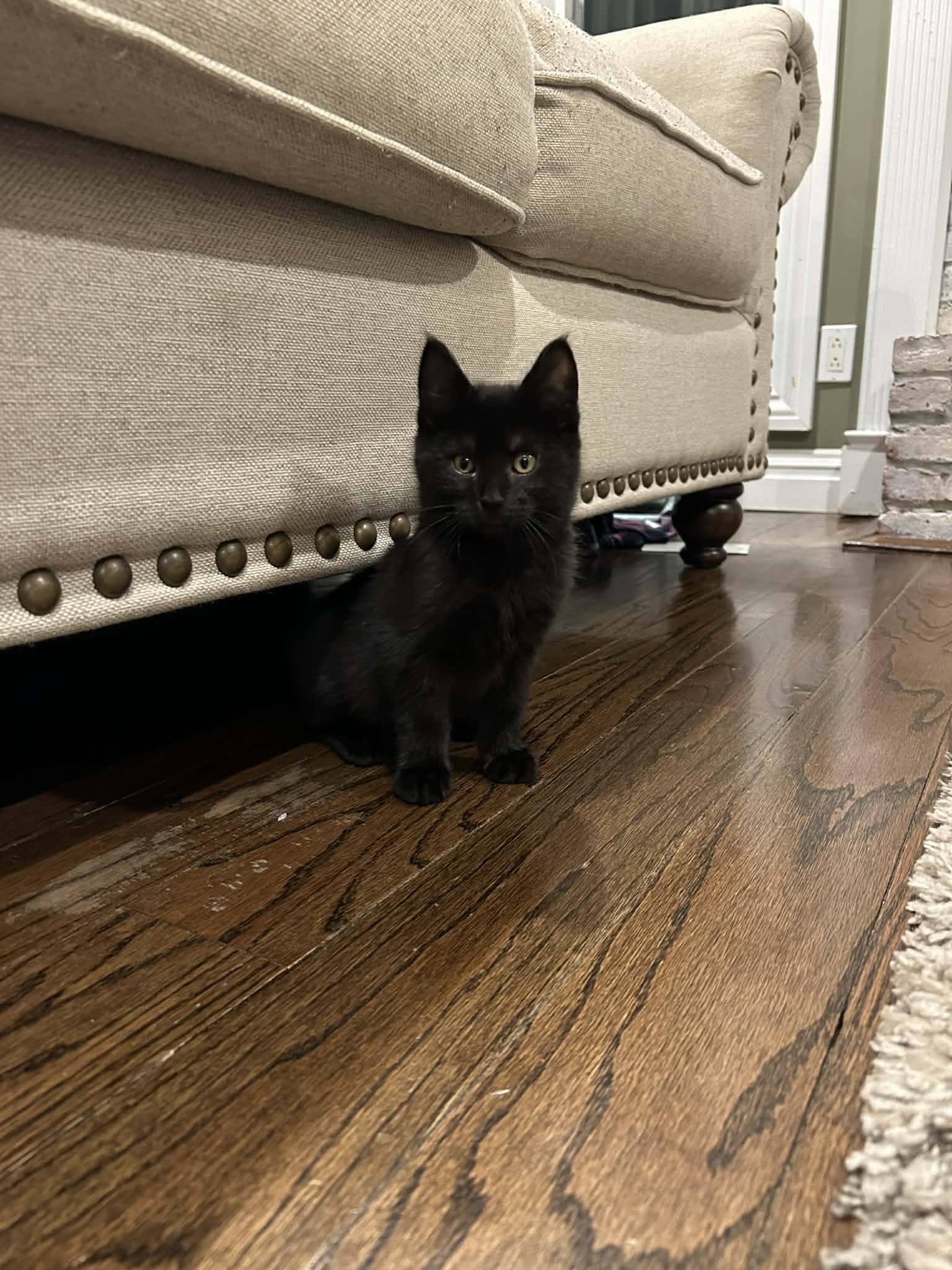 Enlarge Charlie, a ADOPTABLE Domestic Short Hair in Wading River, NY image 3/3