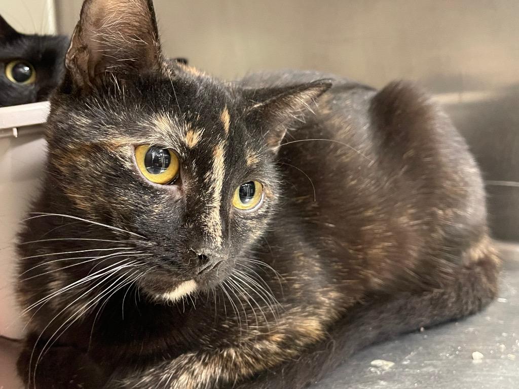 Kelly, Adoptable, Adult Female Domestic Short Hair.