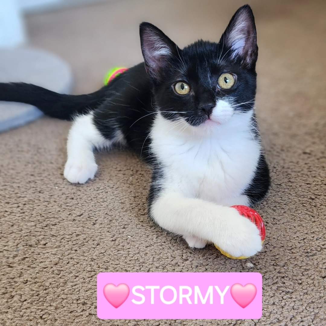 Cat for adoption Misty & Stormy, a Siamese & Tuxedo Mix in