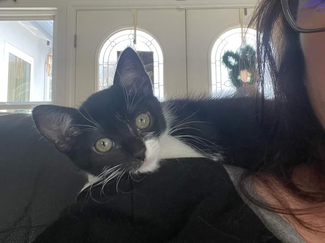 Cat for adoption Misty & Stormy, a Siamese & Tuxedo Mix in