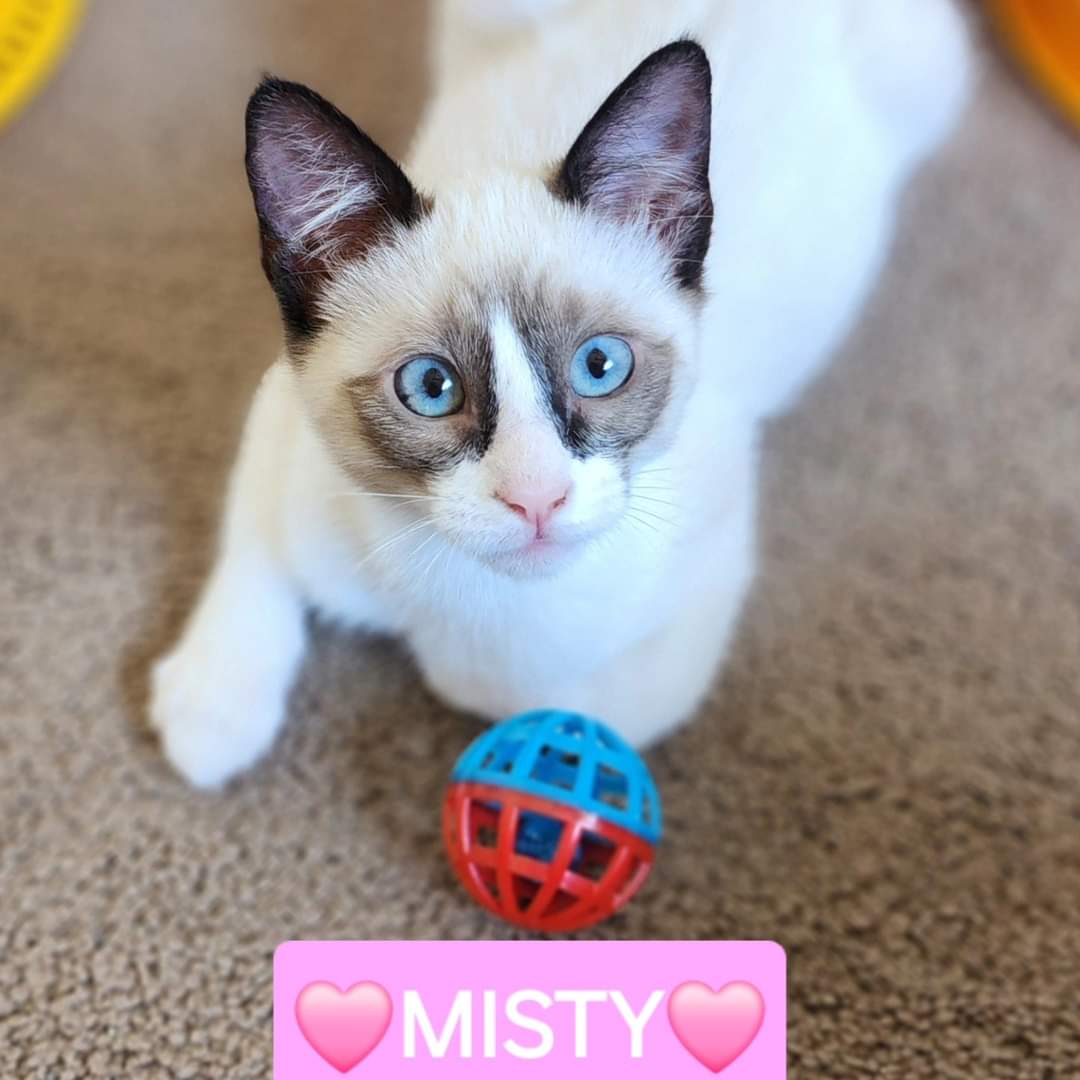 Cat for adoption Misty & Stormy, a Siamese & Tuxedo Mix in