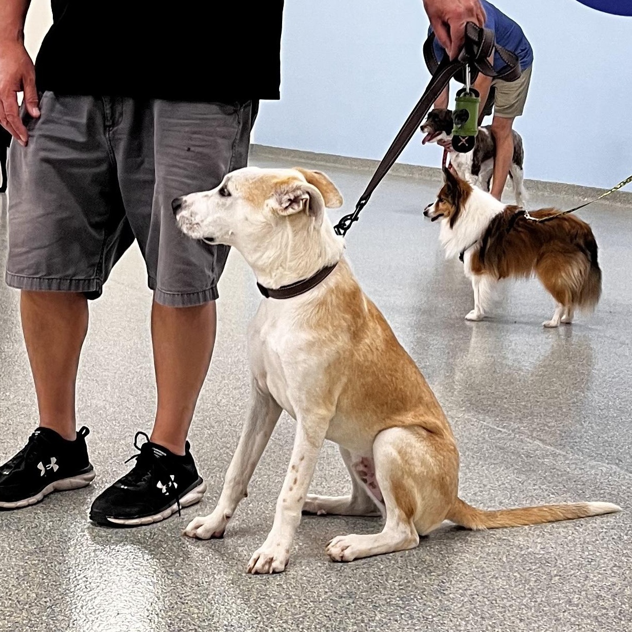 Icarus, a Adoptable mixed breed in Allentown, PA image 1/6