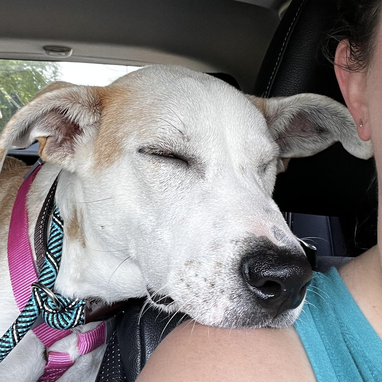 Icarus, a Adoptable mixed breed in Allentown, PA image 3/6