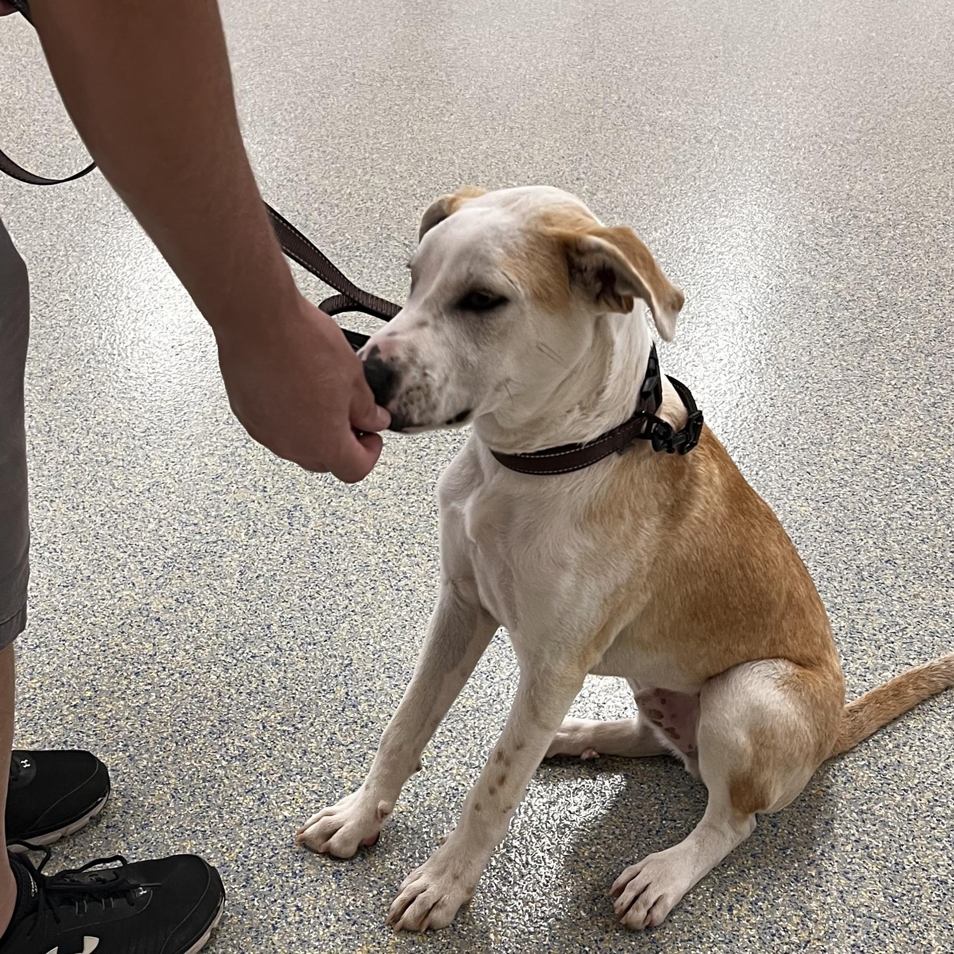 Icarus, a Adoptable mixed breed in Allentown, PA image 4/6