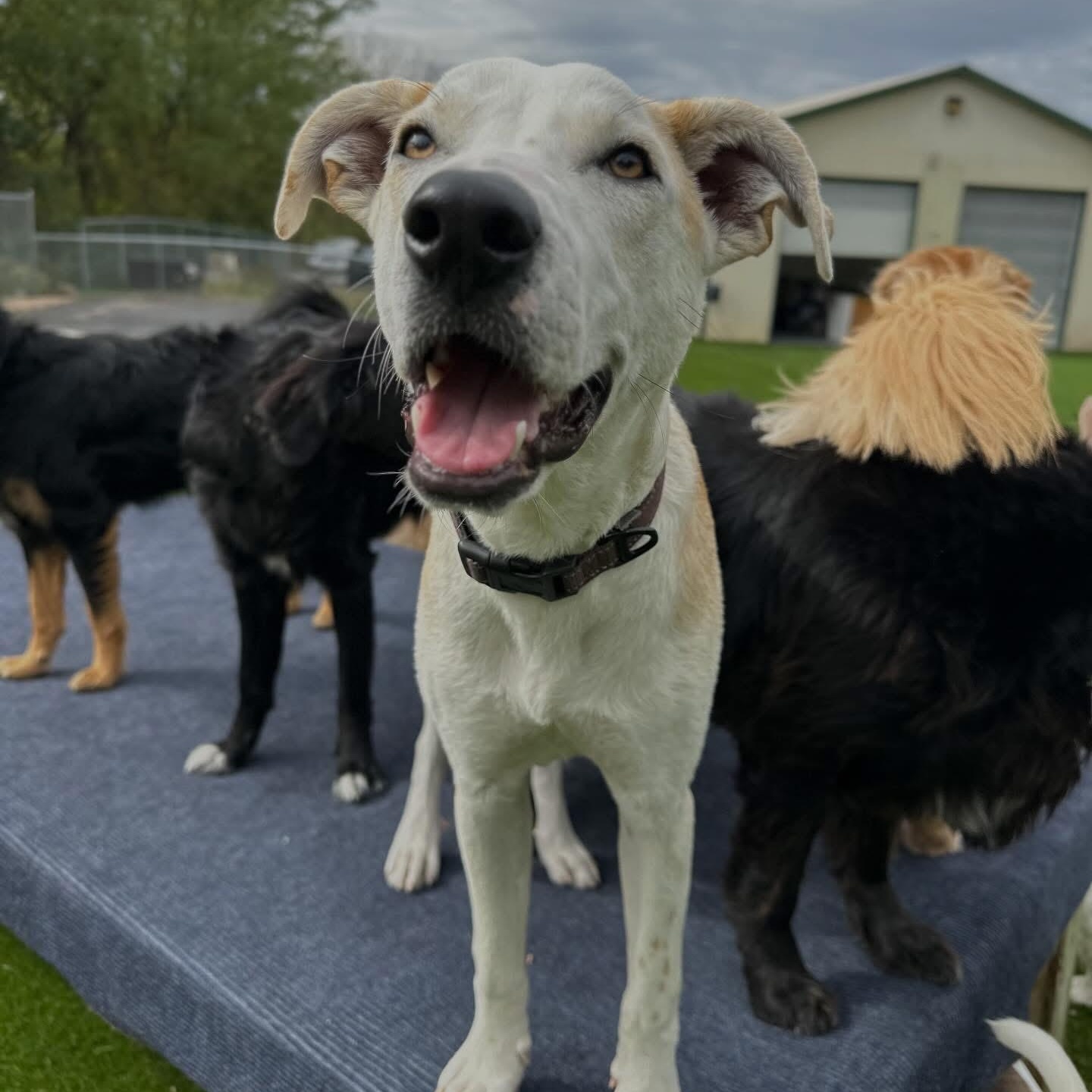 Icarus, a Adoptable mixed breed in Allentown, PA image 5/6