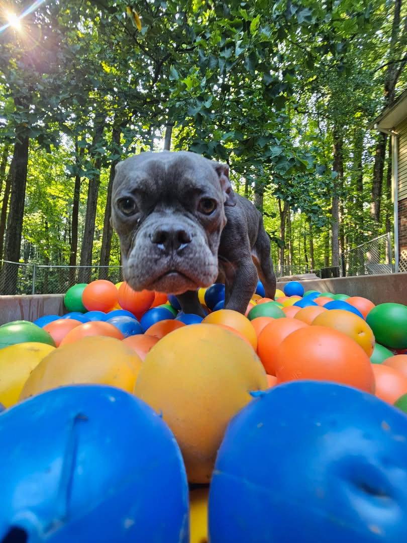 Gizmo, Adoptable, Young Male American Bulldog.