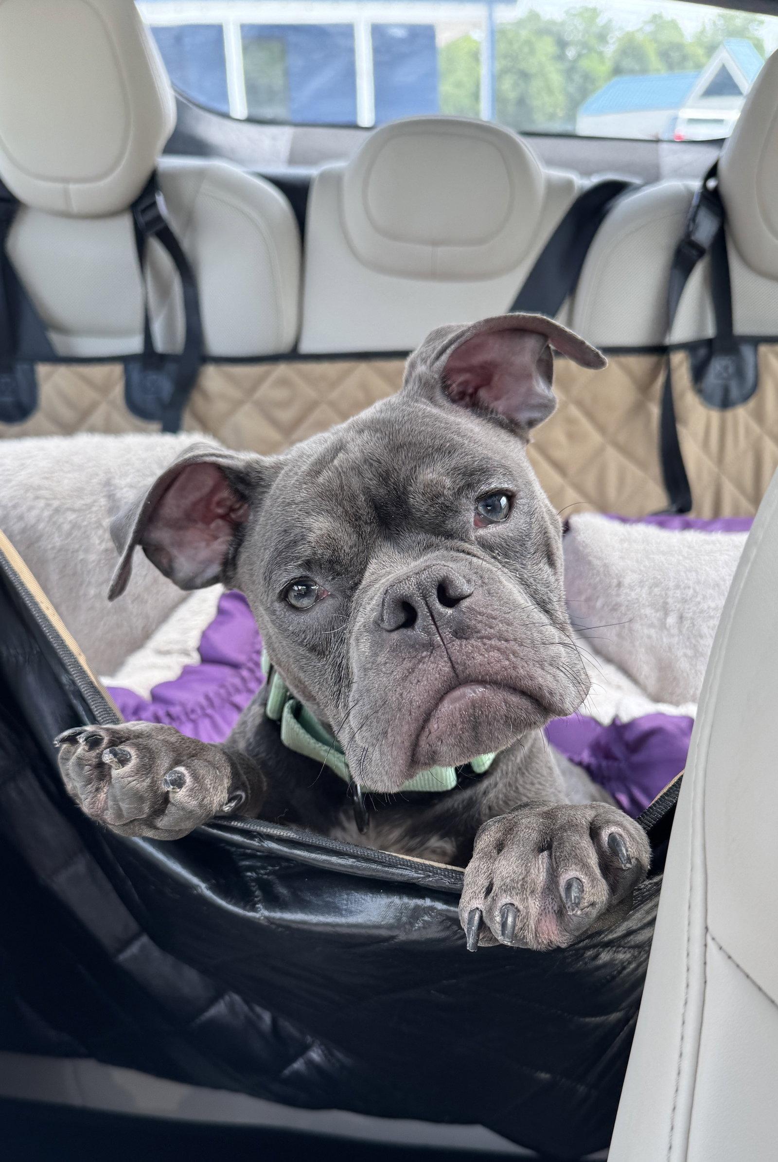 Enlarge Gizmo, a Adoptable American Bulldog in Columbia, MD image 2/3