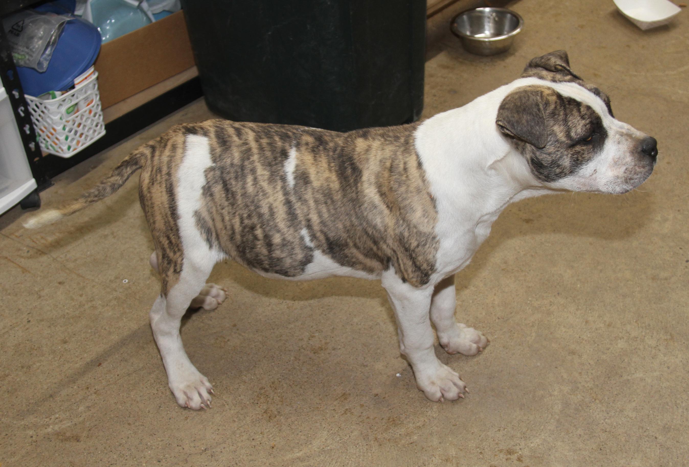Rex (fka Maui) (Neutered) (Photos 12/21/2024), a Adoptable mixed breed in Marietta, OH image 3/6