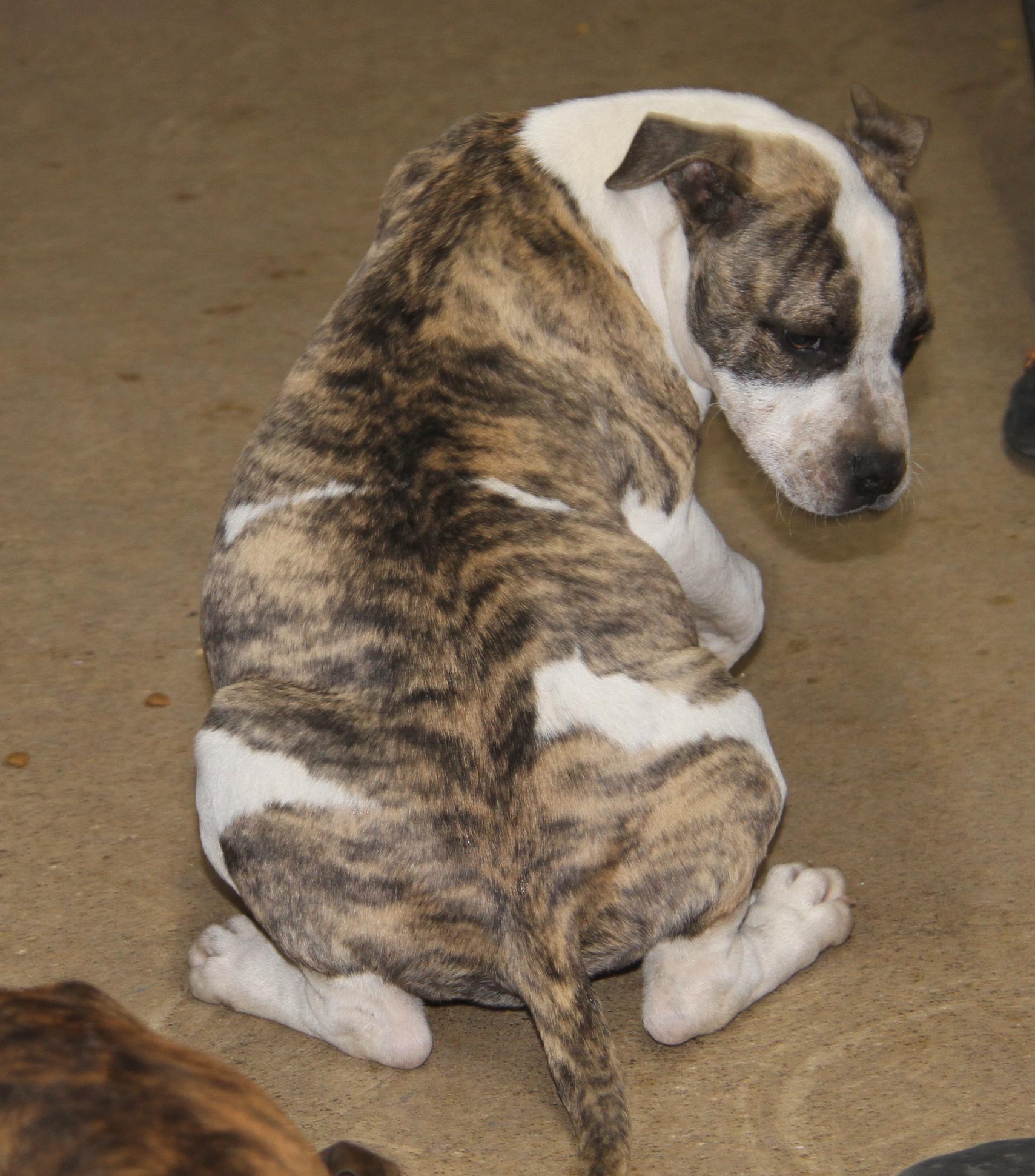 Rex (fka Maui) (Neutered) (Photos 12/21/2024), a Adoptable mixed breed in Marietta, OH image 6/6