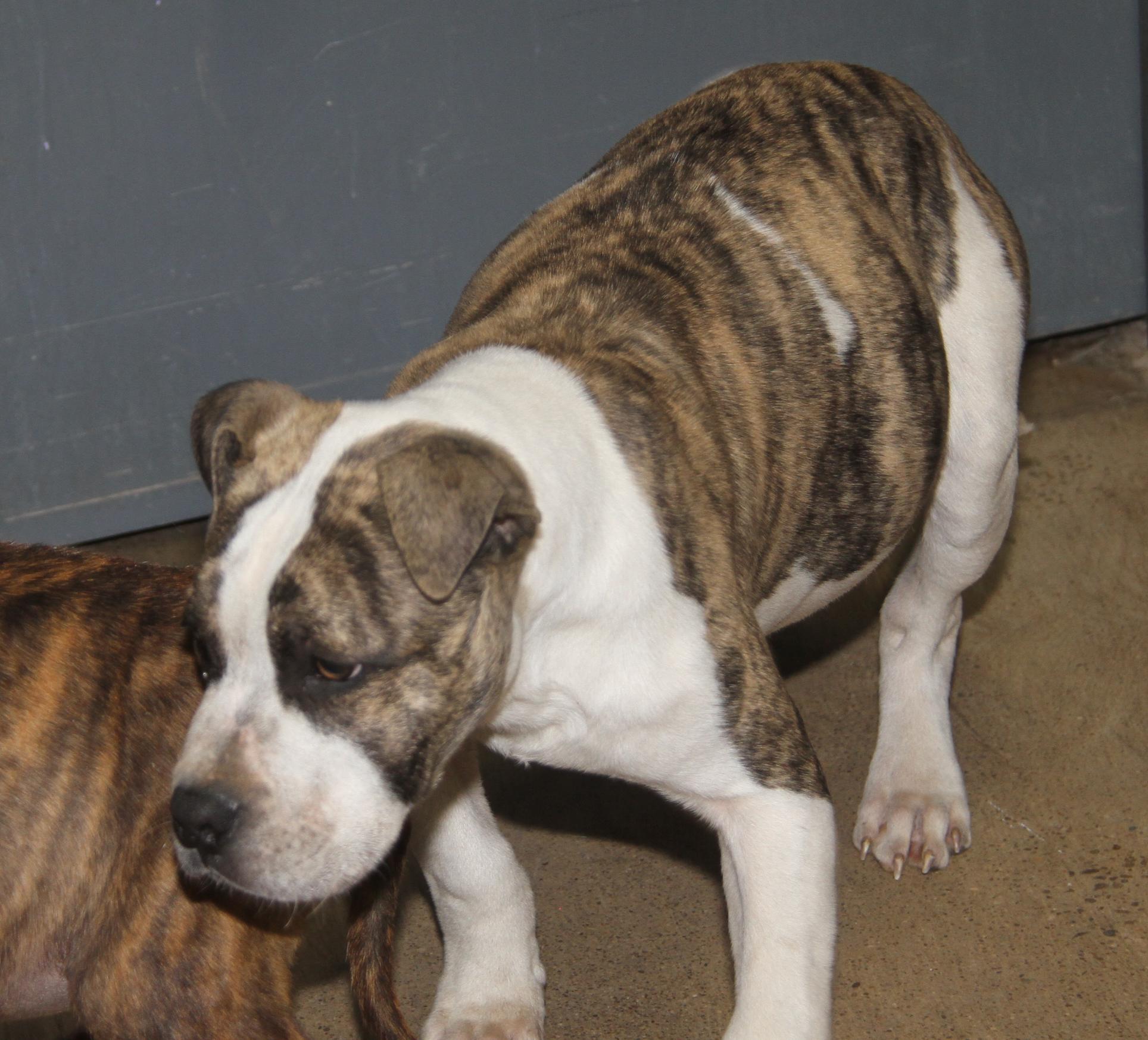 Rex (fka Maui) (Neutered) (Photos 12/21/2024), a Adoptable mixed breed in Marietta, OH image 4/6