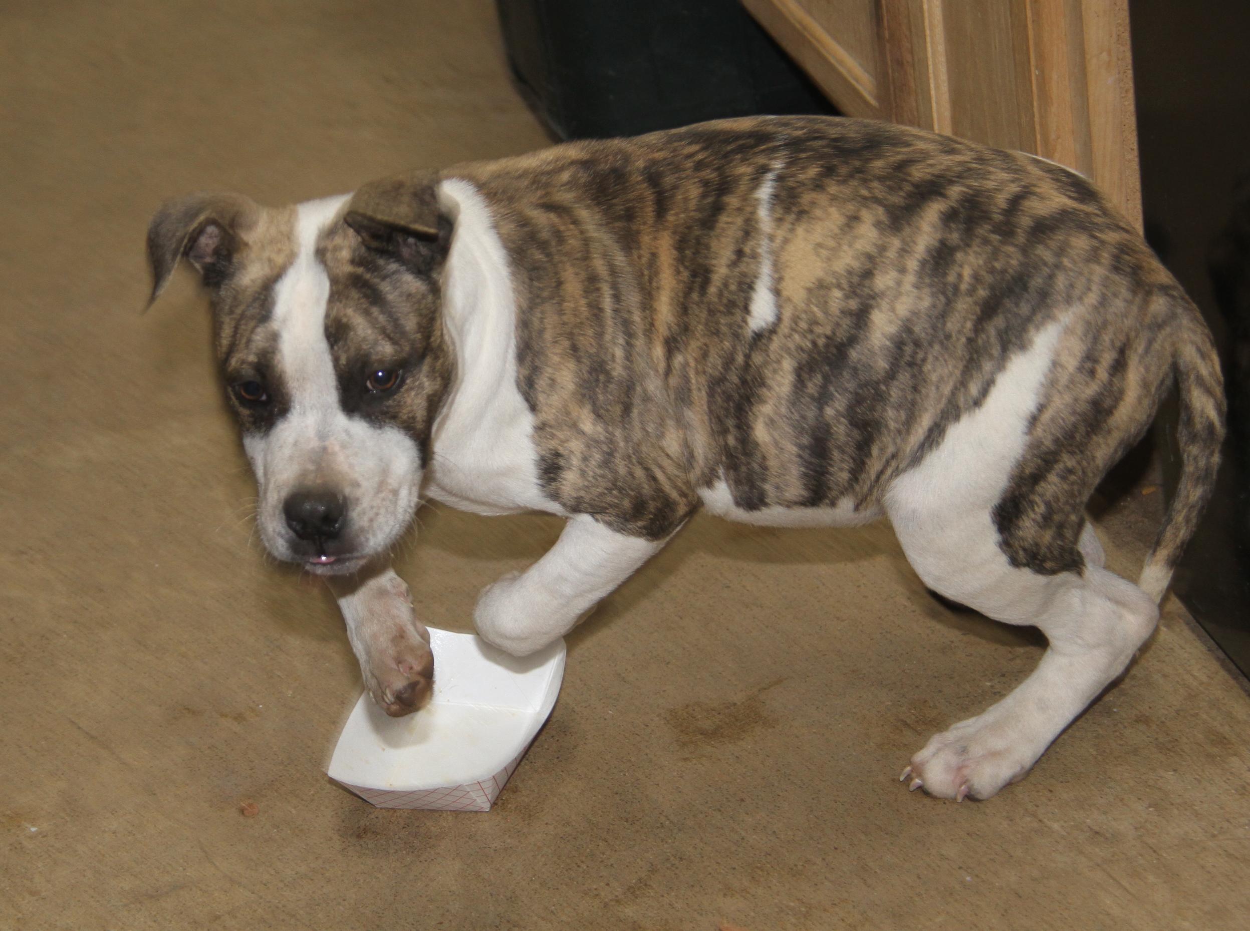 Rex (fka Maui) (Neutered) (Photos 12/21/2024), Adoptable, Young Male Pit Bull Terrier.