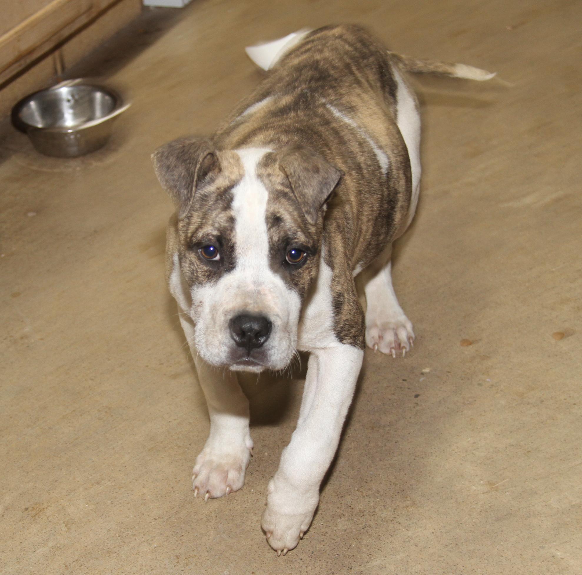 Rex (fka Maui) (Neutered) (Photos 12/21/2024), a Adoptable mixed breed in Marietta, OH image 2/6