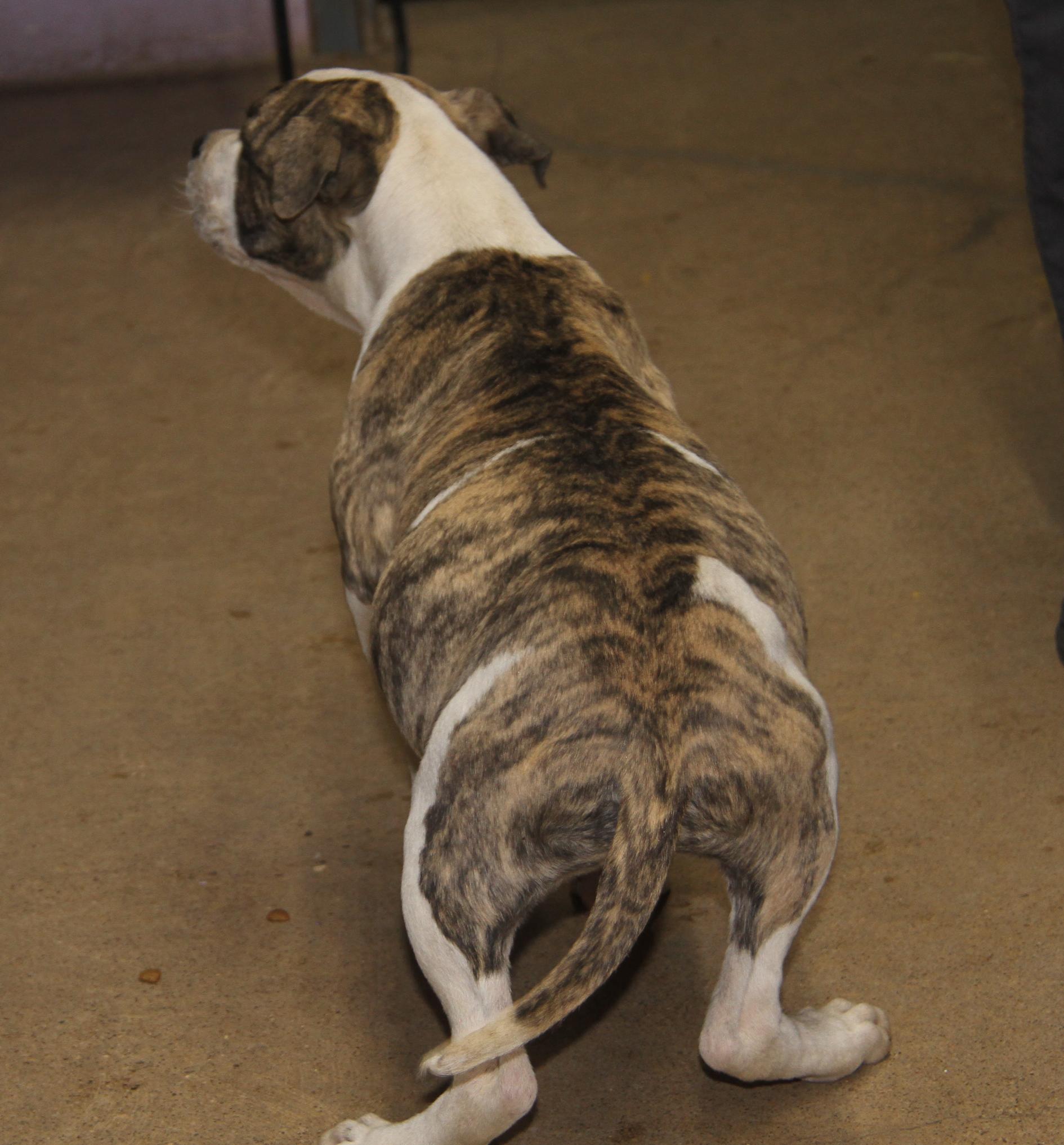 Rex (fka Maui) (Neutered) (Photos 12/21/2024), a Adoptable mixed breed in Marietta, OH image 5/6