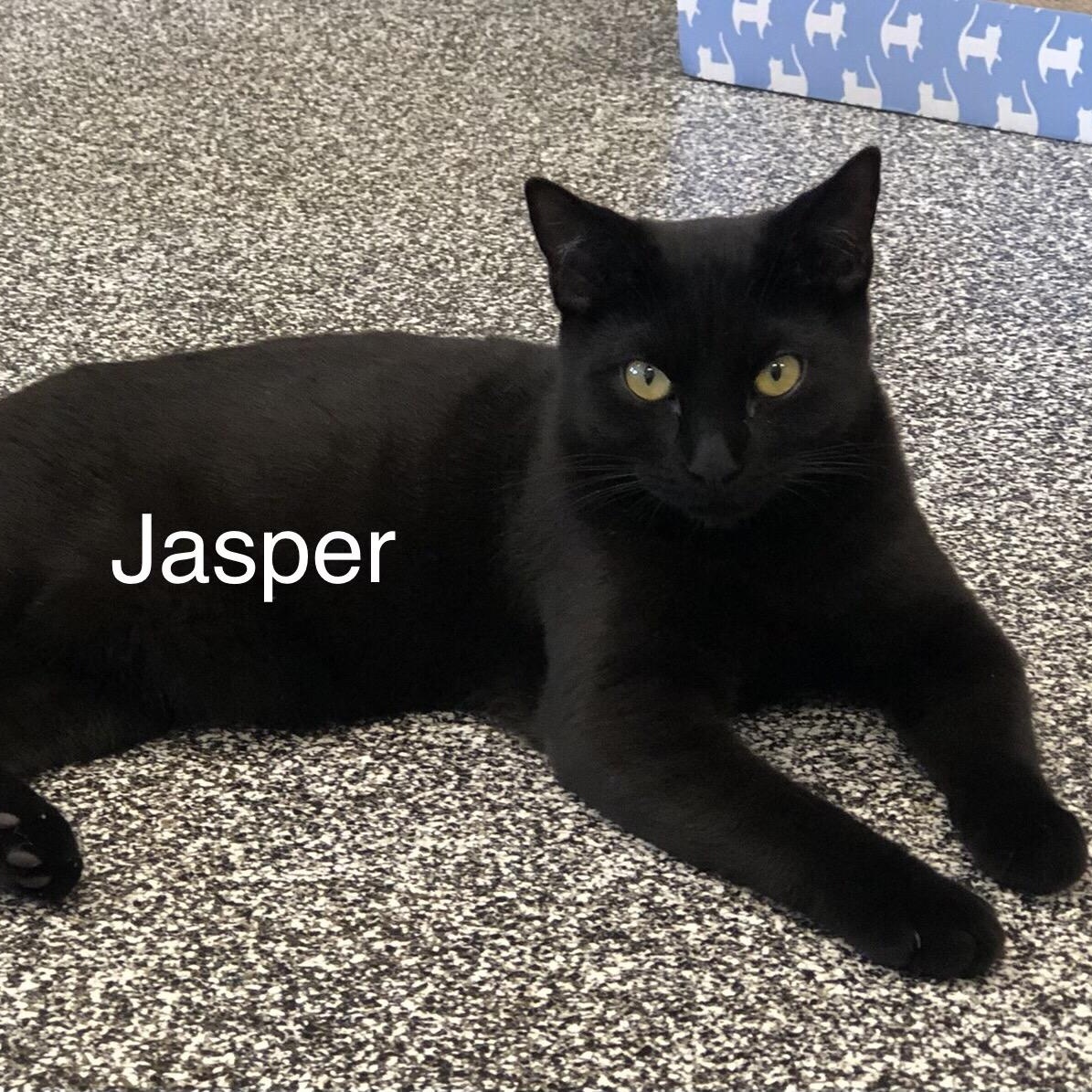 Jasper, Adoptable, Adult Male Domestic Short Hair.